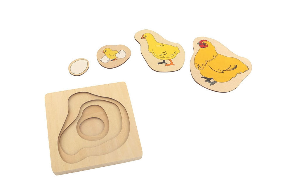 Puzzle of Chicken Life Cycle