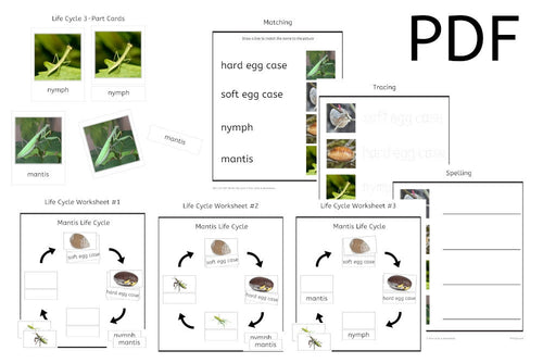 Mantis Life Cycle 3-Part Cards & Worksheets (PDF)