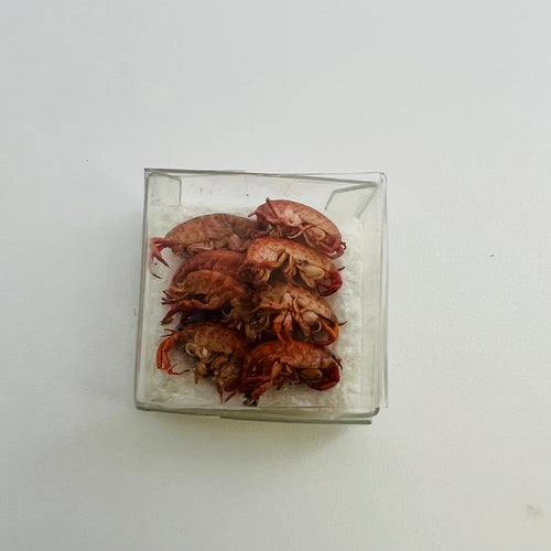 Box of Shrimp - Simulated from Natural Product - 1/12 Scale Dollhouse Miniature
